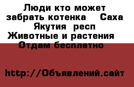 Люди кто может забрать котенка  - Саха (Якутия) респ. Животные и растения » Отдам бесплатно   